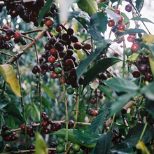 Load image into Gallery viewer, La Velocista Espresso Blend (Whole Bean Coffee, 12 oz.)