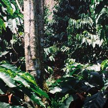 Load image into Gallery viewer, Cosmovisión (Whole Bean Coffee, 12 oz.)