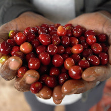 Load image into Gallery viewer, Early Bird (Whole Bean Coffee, 12 oz.)