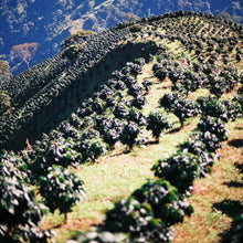 Load image into Gallery viewer, House Blend (Whole Bean Coffee, 12 oz.)