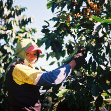 Load image into Gallery viewer, House Blend (Whole Bean Coffee, 12 oz.)
